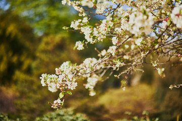 white apprle tree in full bloom on a spring day