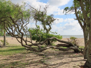 tree on the beach