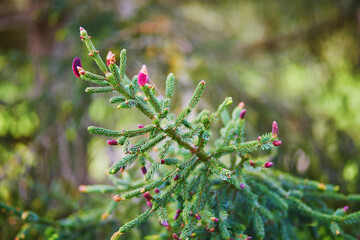 Branches of a decorative spruce with lilac cones. Coniferous plant in the garden.