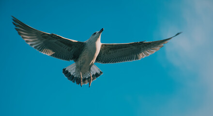 seagull in flight