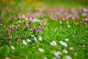 clover and daisy flowers growing in green grass