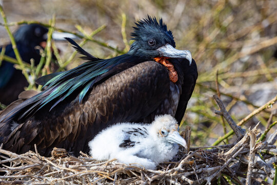 A great frigate bird (Frigata minor) nests with a chick at Darwin Bay on Genovesa Island, Galapagos. The great frigate bird has a green sheen on the scapular feathers and a white color on the neck.