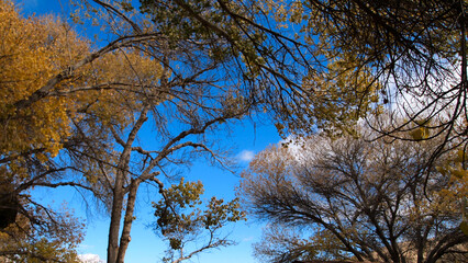 Fototapeta premium Trees in fall season against the blue sky