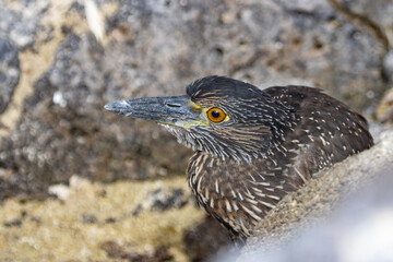 Yellow-crowned Night Heron (Nyctanassa violacea) burrowed in a nest at Darwin Bay on Genovesa Island, Galapagos Ecuador