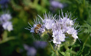 pszczoła siedzi na fioletowym kwiatku Facelia błękitna
