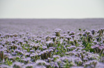 Fioletowe pole porośnięte kwiatami Facelia błękitna