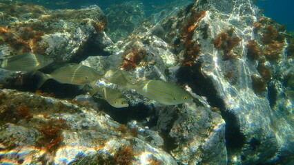 Salema or salema porgy, cow bream, goldline, dreamfish (Sarpa salpa) undersea, Aegean Sea, Greece, Syros island