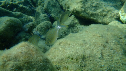 Salema or salema porgy, cow bream, goldline, dreamfish (Sarpa salpa) undersea, Aegean Sea, Greece, Syros island