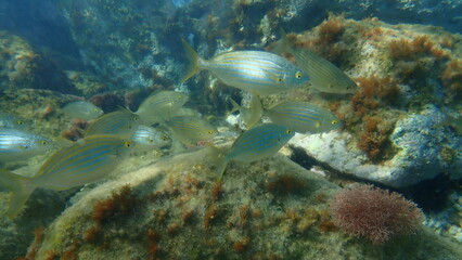 Salema or salema porgy, cow bream, goldline, dreamfish (Sarpa salpa) undersea, Aegean Sea, Greece, Syros island