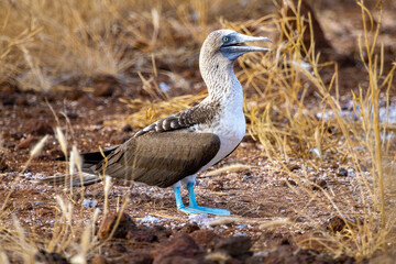 The blue-footed booby (Sula nebouxil) is a marine bird and is easily recognized by its bright blue feet, which is a sexually selected trait. Photo taken on North Seymour Island in the Galapagos