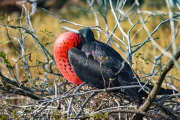 This Male Frigate Bird was found on North Seymour Island in the Galapagos. His impressive red gular...