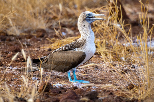 The blue-footed booby (Sula nebouxil) is a marine bird and is easily recognized by its bright blue feet, which is a sexually selected trait. Photo taken on North Seymour Island in the Galapagos