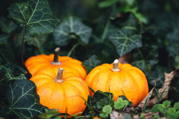 three little pumpkins on a wooden table with beautiful blurred colorful background