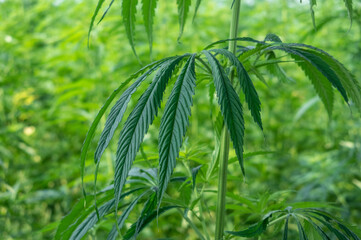 cannabis grass in sunshine close up