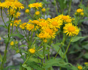 Inula blooms in the wild in summer.