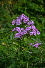 Pink phlox flowers in the garden