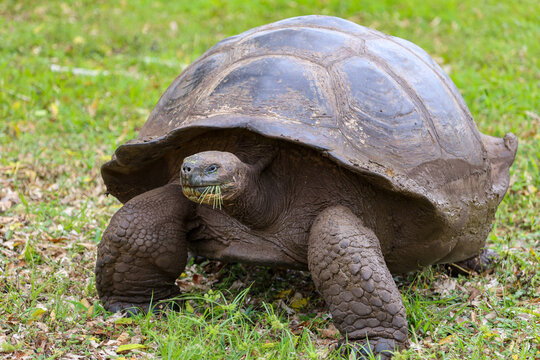 A giant Galapagos tortoise (Chelonoidis niger) munches on some grass at the El Chato Tortoise Reserve on Santa Cruz Island