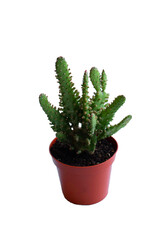 Isolated cactus in a flower pot on a white background. Cactus, succulent with small appendages. Red plastic flower pot. A succulent in a pot isolated on a white background.