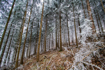 Frozen trees in a forest during winter on a mountain ridge