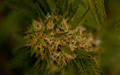 Marijuana or Cannabis ruderalis on nature background.
