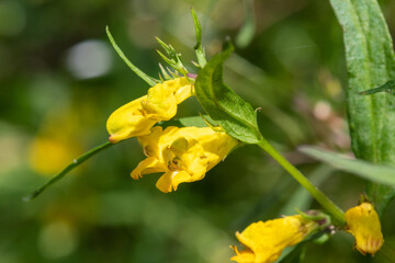 Close up of common cow wheat (melampyrum pratense) flowers in bloom