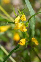 Close up of common cow wheat (melampyrum pratense) flowers in bloom