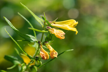 Close up of common cow wheat (melampyrum pratense) flowers in bloom