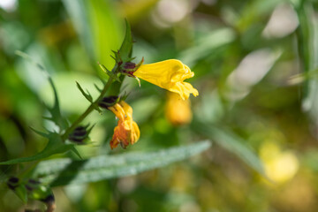 Close up of common cow wheat (melampyrum pratense) flowers in bloom