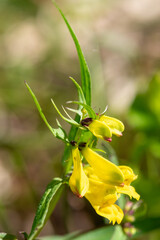 Close up of common cow wheat (melampyrum pratense) flowers in bloom