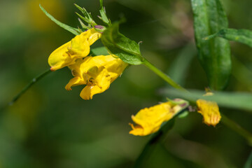 Close up of common cow wheat (melampyrum pratense) flowers in bloom