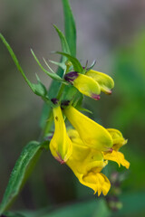 Close up of common cow wheat (melampyrum pratense) flowers in bloom