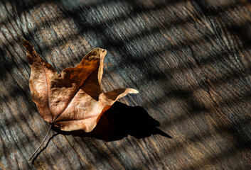 Dried maple leaf on hard shadows wooden background.