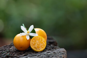 Kumquats or Citrus japonica fruit and neroli on nature background.