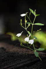White crane flowers on nature background.