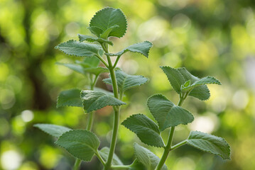 Indian borage trees on bokeh nature background.