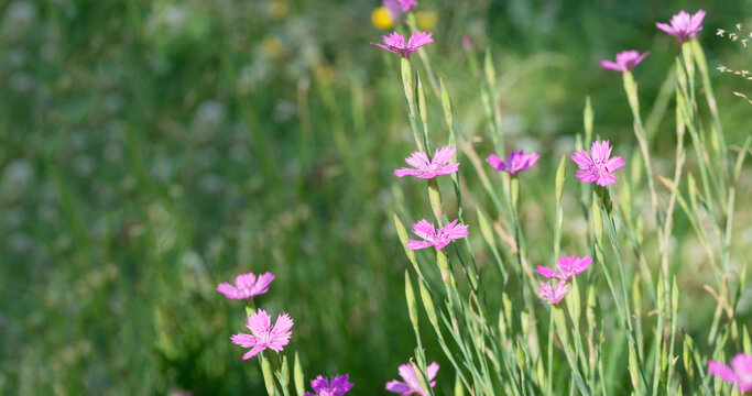 Dianthus deltoides, the maiden pink or Dianthus campestris on the lawn in front of the house with a green background and a blurry place for text 