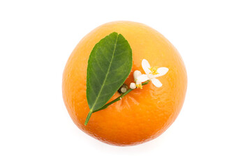 Orange fruit and flowers isolated on white background.top view.