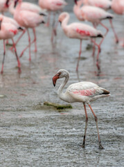 Lesser Flamingo, Walvis Bay, Namibia