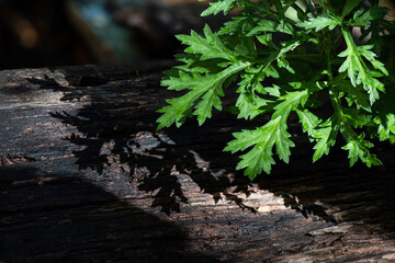 Mugwort  green leaves on natural background.