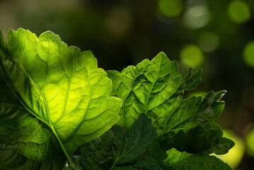 Patchouli branch green leaves on bokeh nature background. - obrazy, fototapety, plakaty