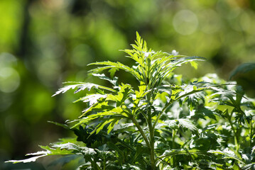 Obraz premium Mugwort green leaves on natural background.