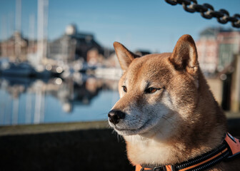 Shiba Inu looking out at waterfront