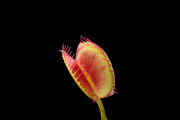 Venus Flytrap, macro view on dark background.  Close up of carnivorous plant interior lobes.  Dionaea muscipula is native to the east coast United States. - obrazy, fototapety, plakaty