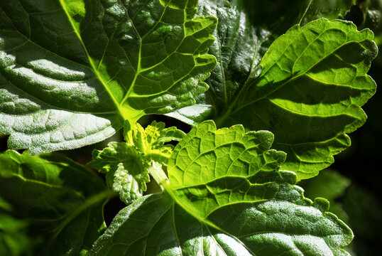 Patchouli branch green leaves on nature background.