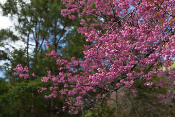 Prunus cerasoides or wild himalayan cherry flowers and leaves on nature background.