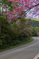 Prunus cerasoides or wild himalayan cherry flowers and leaves on nature background.