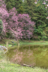 Prunus cerasoides or wild himalayan cherry flowers and leaves on nature background.