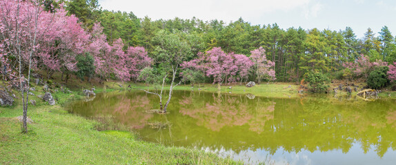 Wild himalayan cherry flowers panorama on nature background.