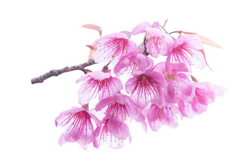 Wild himalayan cherry flowers isolated on white background with clipping path.