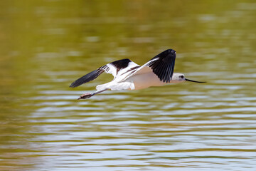 An American Avocet flies by at close range with a green lake background.